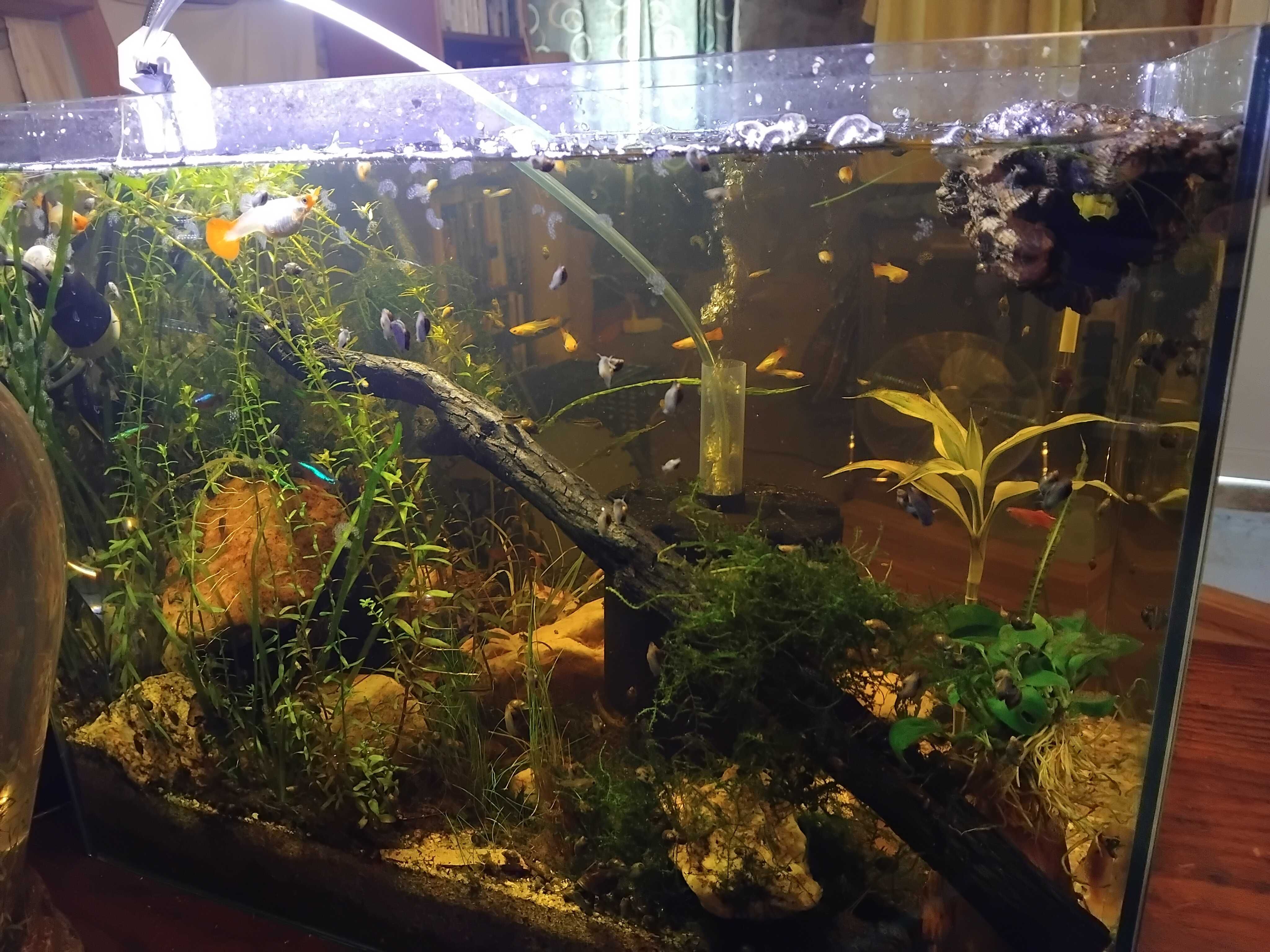 Mix de peixes y camaroes