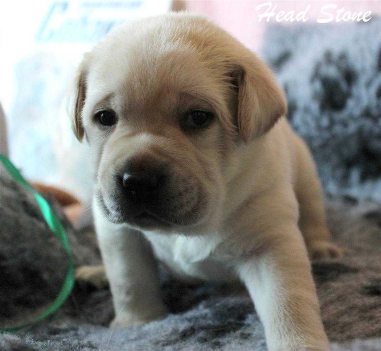 Лабрадор ретривер