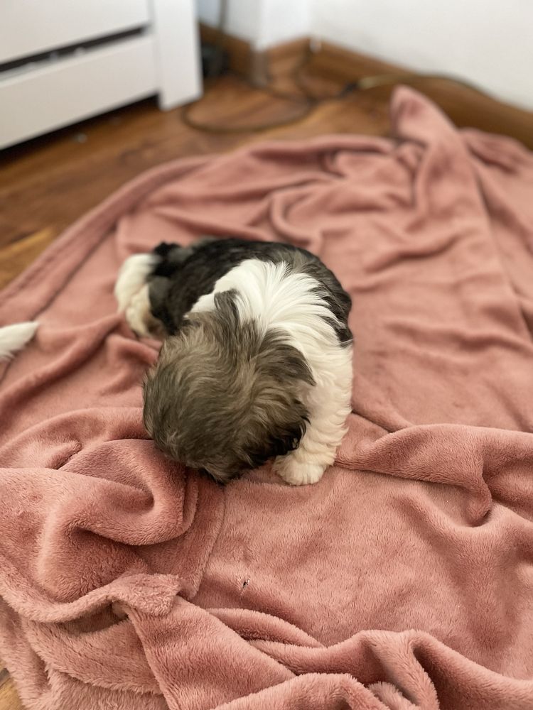 ŚliczNy Piesek Rasy Shih Tzu