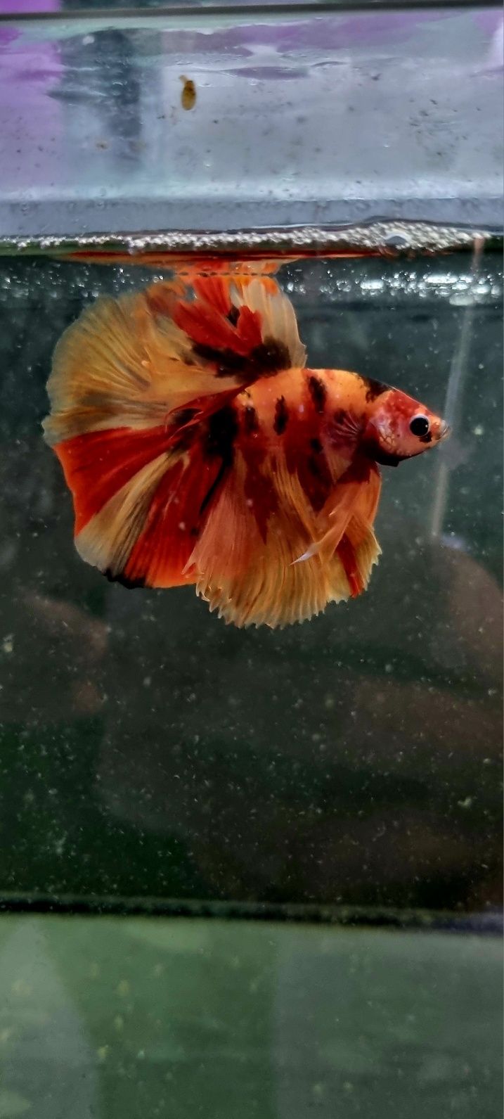 Bojownik HM nemo