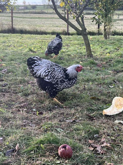 Koguty wyandotte olbrzymie