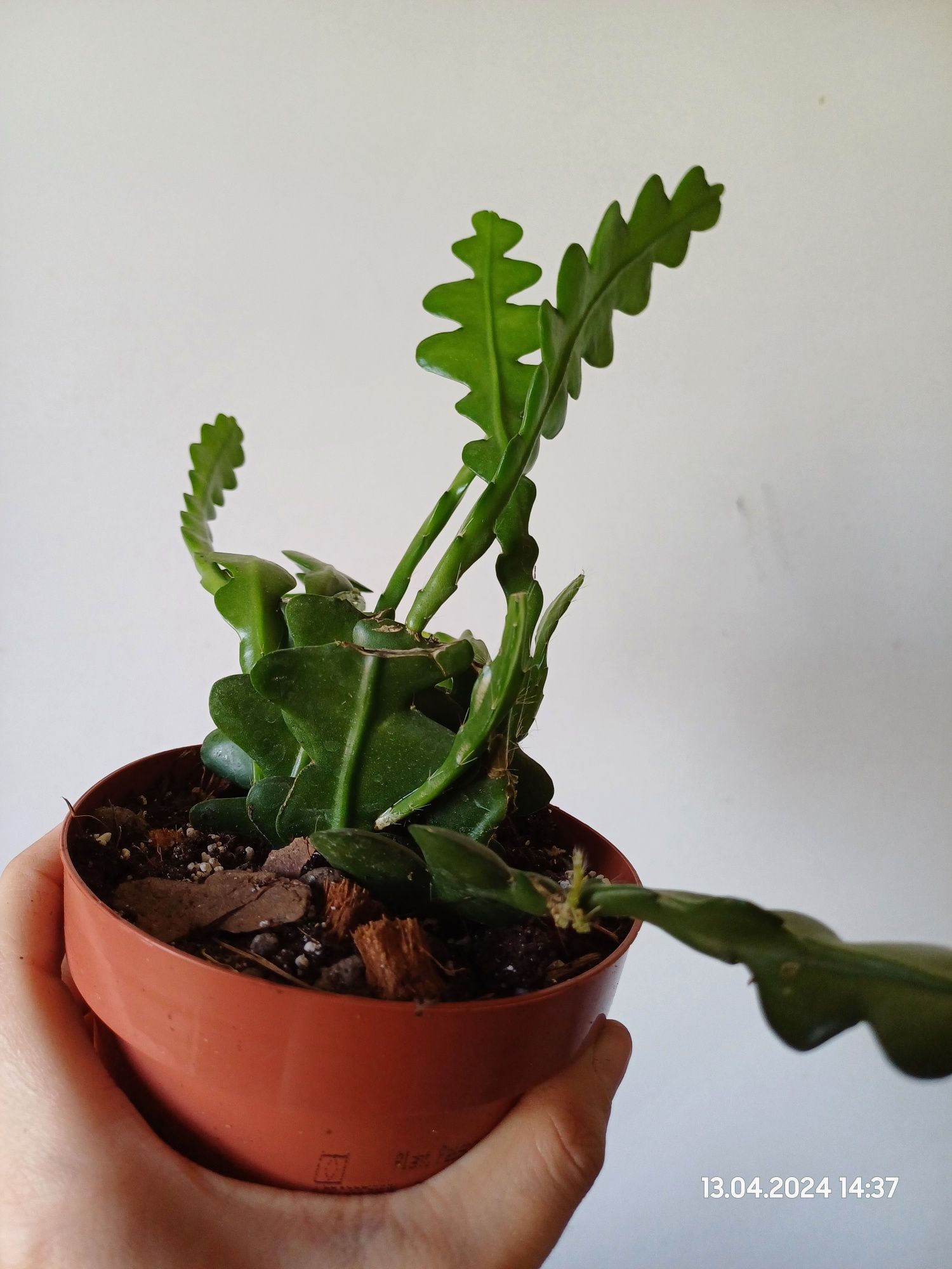 Kaktus zygzak Epiphyllum anguliger