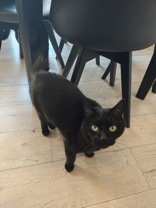 PILNE!!! Oddam koty w dobre rece PILNE!!!