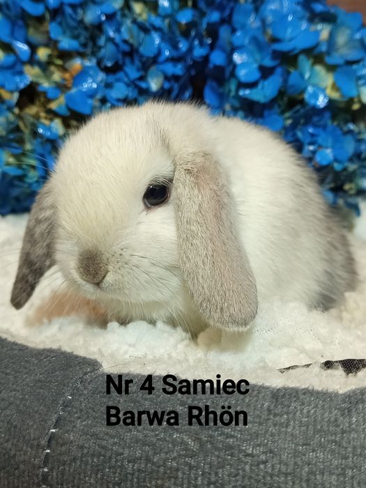 Mini Lop baranek karzełek baranek miniaturowy