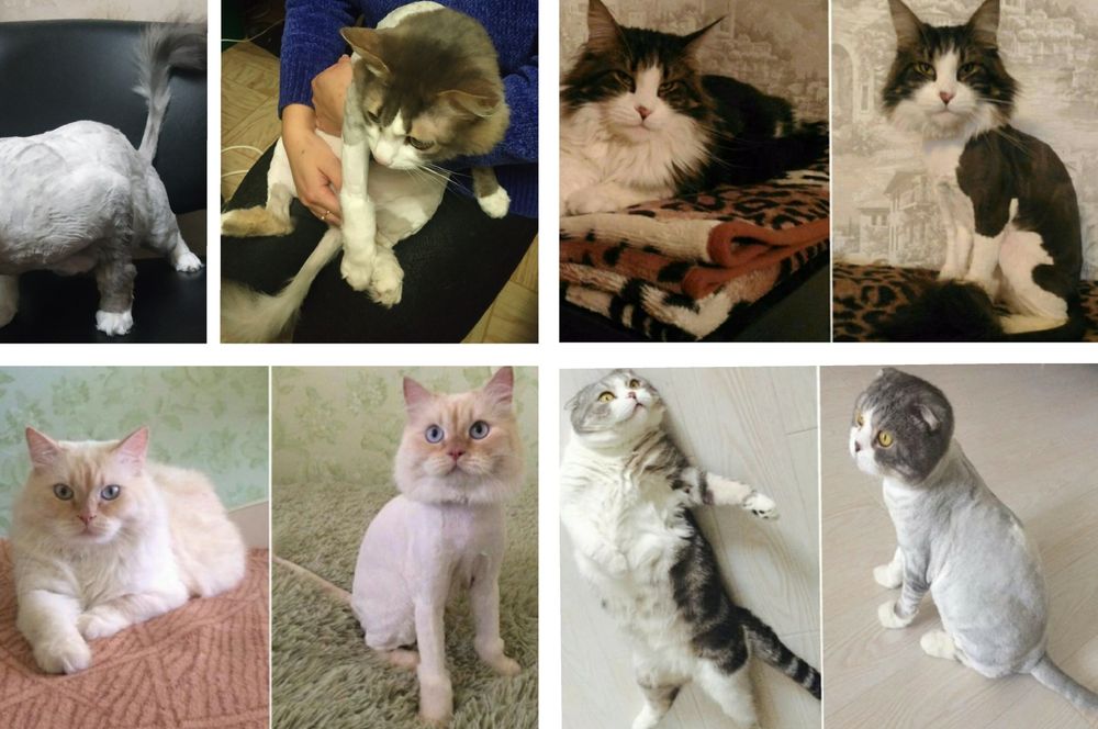 Стрижка котов (грумминг) 400грн. ЗАПИСЬ В ВАЙБЕР!)