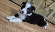 Piesek Border Collie