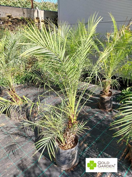 Palmeiras Phoenix várias alturas disponíveis!