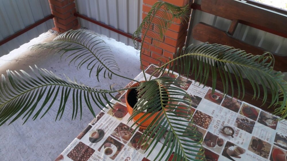 Продам пальму миллионера (Cycas)