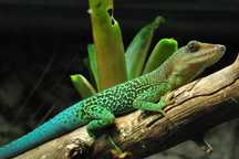 Jaszczurki - Anolis marmoratus Trois Rivere