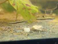 Drobniczki Jednodniówki (żyworódki) rybki do krewetkarium