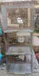 Gaiolas de canto para aves