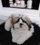 Shih tzu - z możliwością wyjazdu za granicę