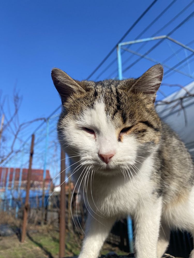 Віддам безкоштовно котів, вже самі ловлять мишей!