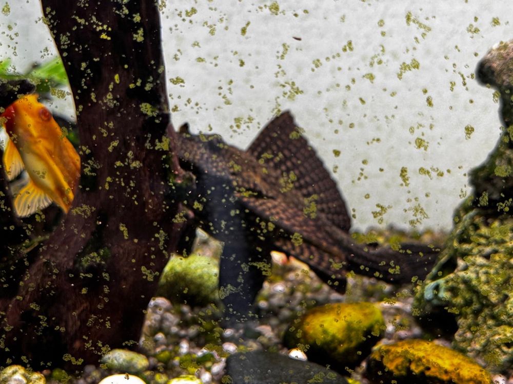 Aquário 200l (1000x500x400)