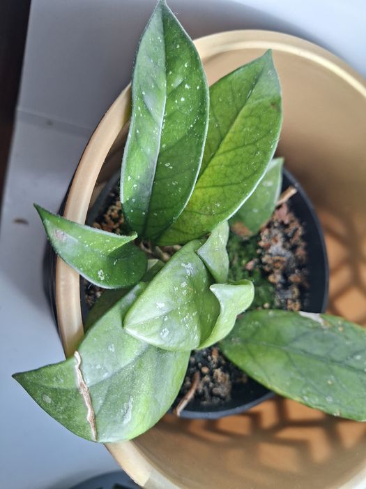 Hoya, roślina doniczkowa