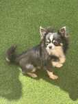 Chihuahua pelo comprido
