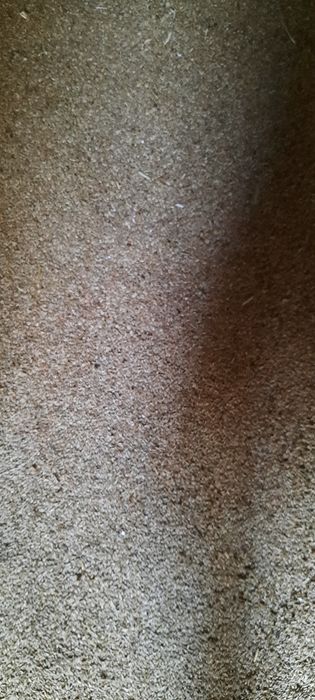 Zboże owies BINGO żyto pszenżyto zbiór 2025