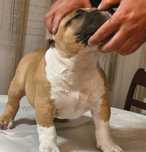 American Bully pocket