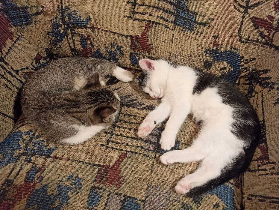 Котята ищут дом, мальчик и девочка (2 месяца)