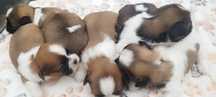 Piesek Shih Tzu.