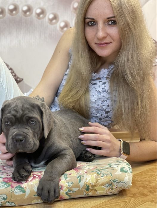 Щеночки Cane corso-Шоу класу сірого окрасу