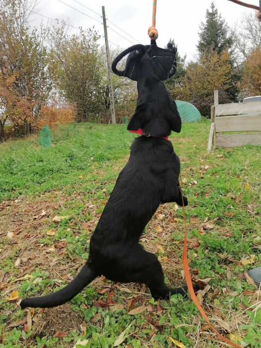 suczka owczarkek niemiecki