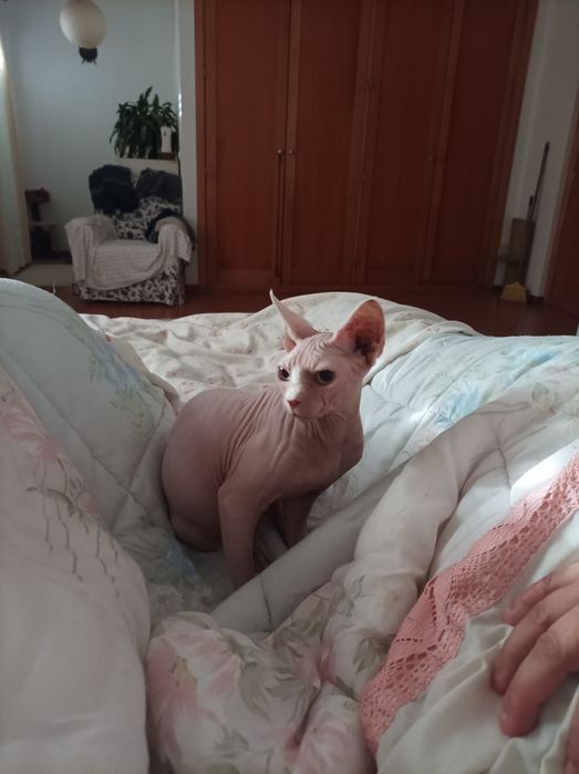 Gatos sphynx casal