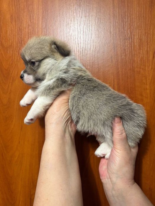 Коргі пемброк