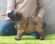 Cão da Serra da Estrela