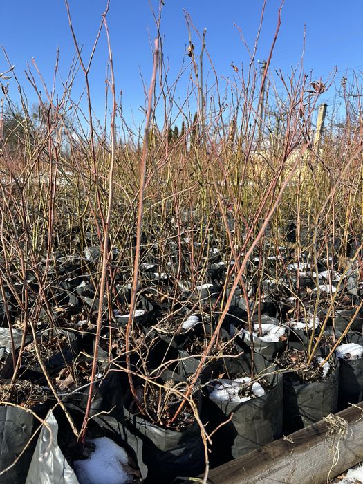 САДЖАНЦІ ЛОХИНИ ОПТОМ (голубика, борувка, чорниця)