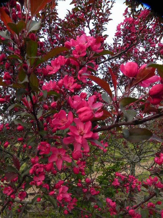 Jabłoń ozdobna "Liset", piękne kwiaty, bordowe liście, jadalne owoce.