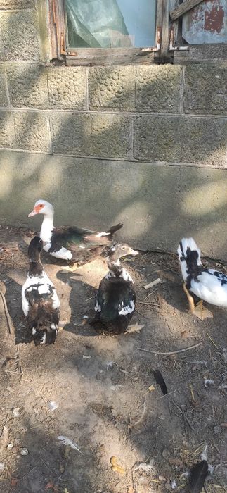 Kaczki z dowozem Warszawa - Pułtusk