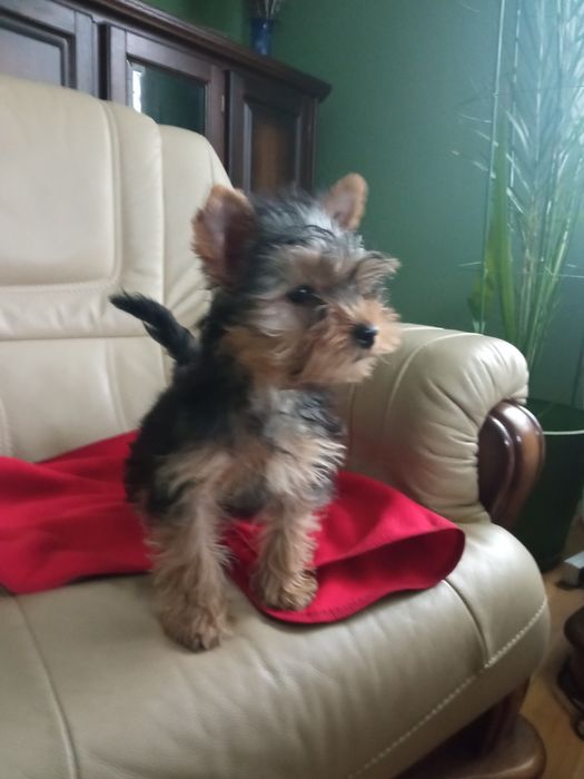 Yorkshire terrier - piesek