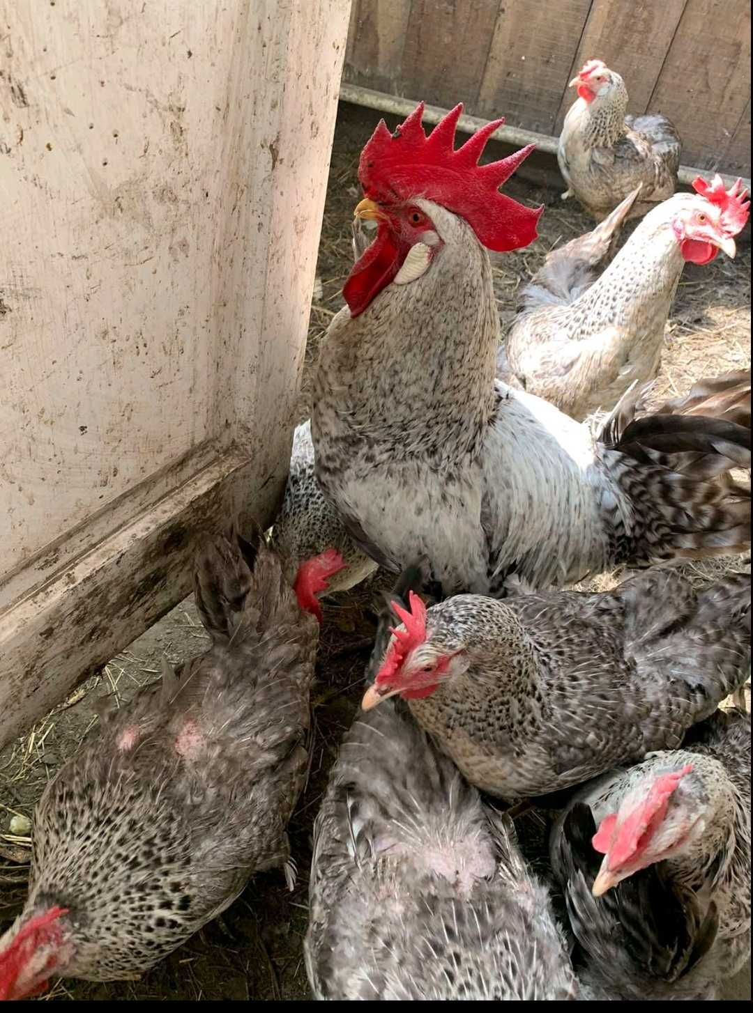 Iнкубацiйнi яйця курей