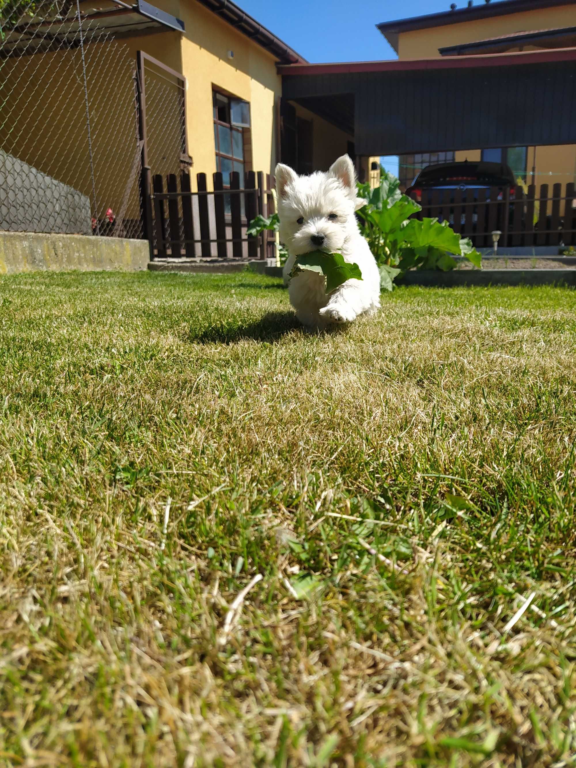 West Highland white Terrier