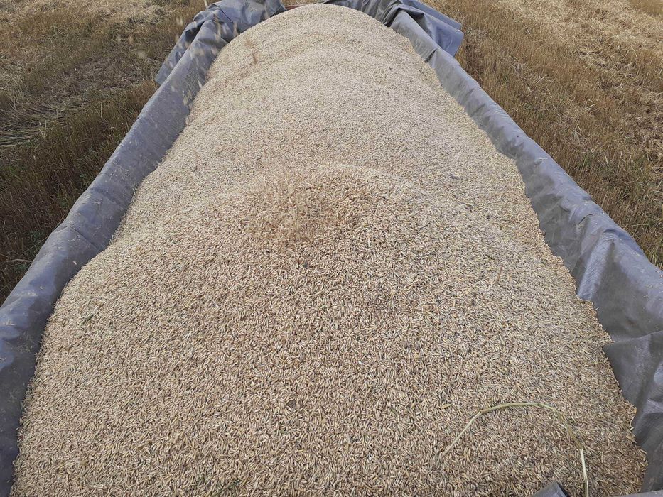 OWIES BEZŁUSKOWY najzdrowsza karma dla drobiu gołębi ptaków 5kg swieży