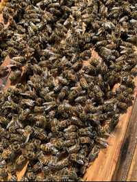 Бджолопакети  відводки пчелопакеты отводки