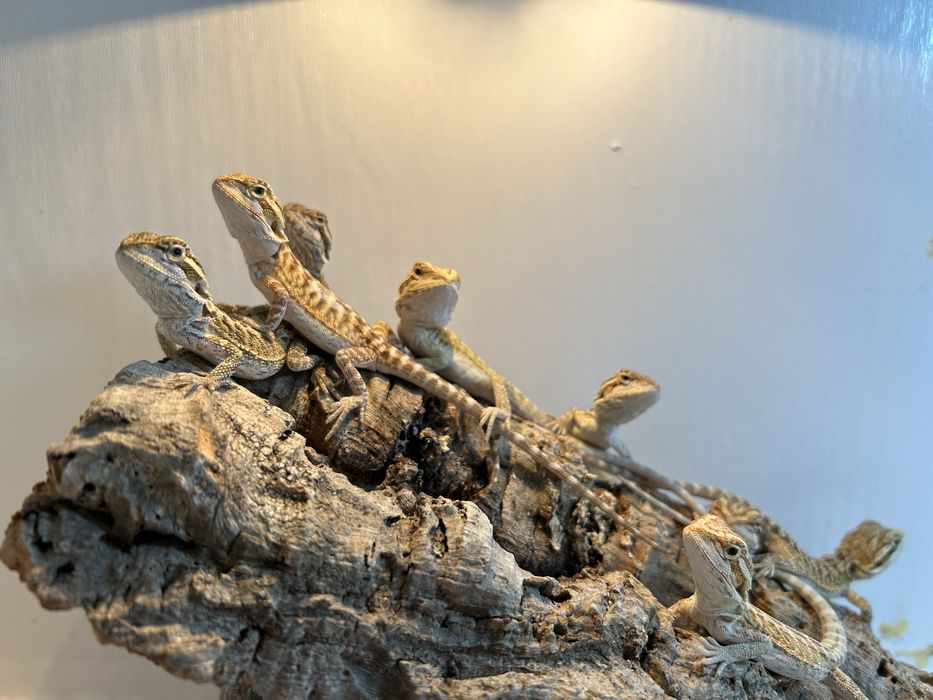 Agama brodata . Młode