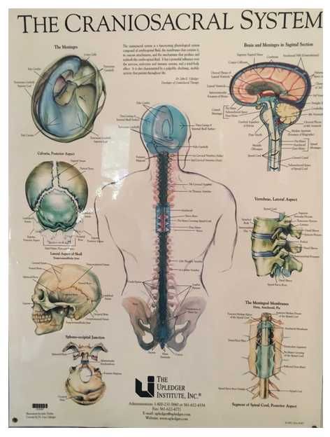 Terapia czaszkowo krzyżowa Kraków - masaż craniosacral