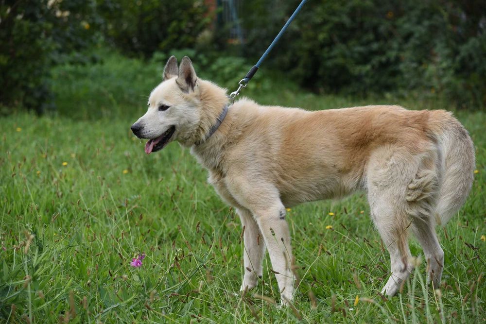 Atom - duży piesek do adopcji