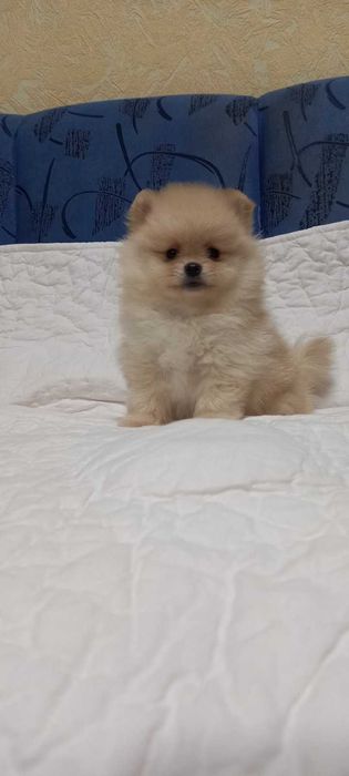 Девочка без недостатков. Кремовая. Прививки по возросту.