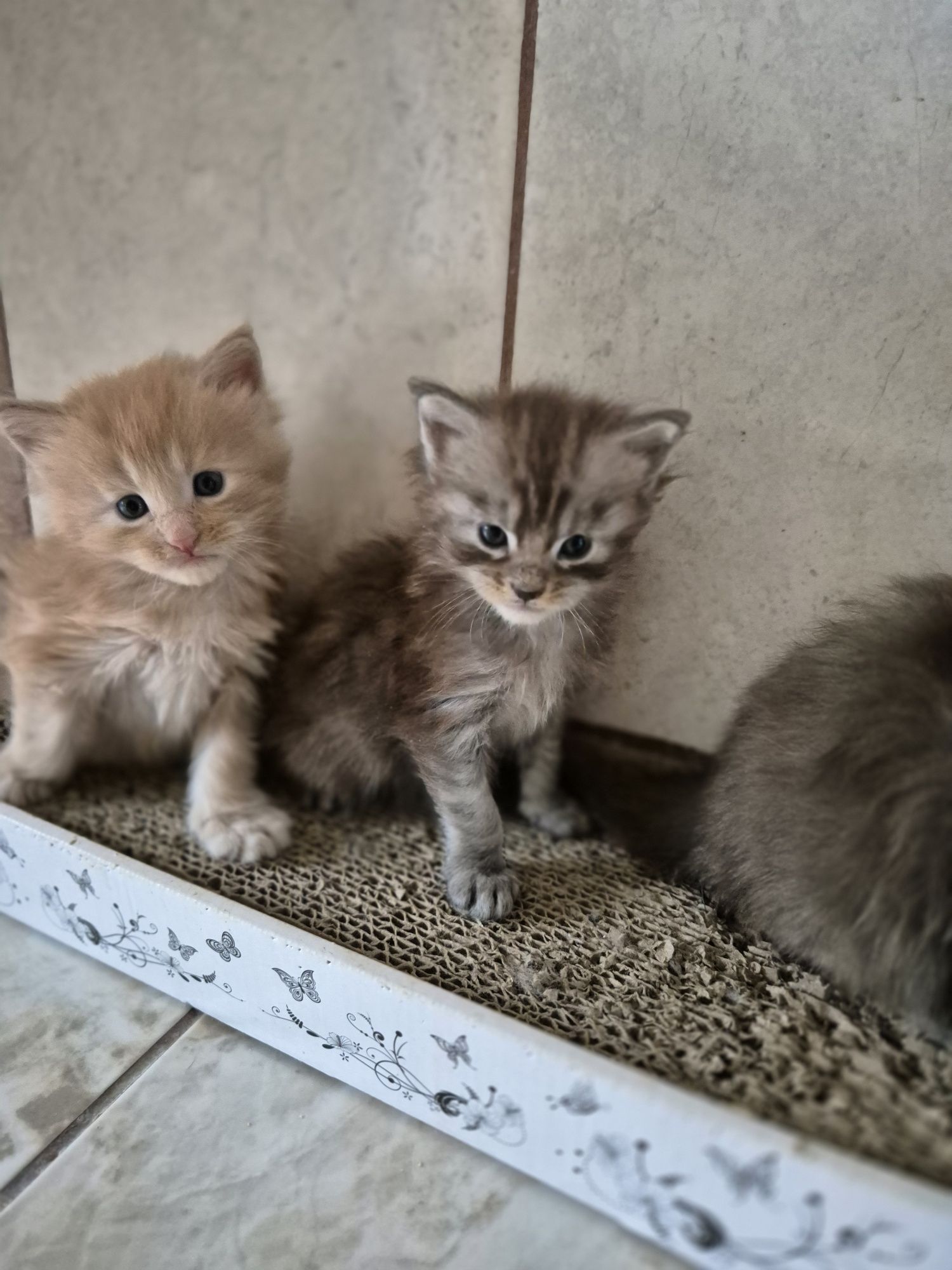 Kotek Maine coon rezerwacja Odbiór październik