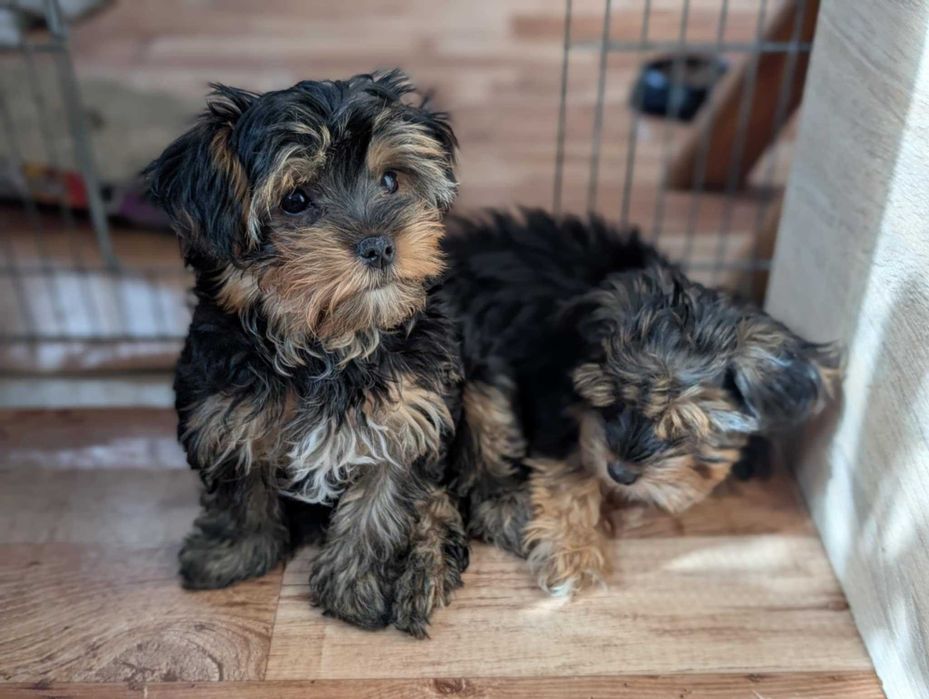 Szczeniak Budrys - York Terrier tricolor