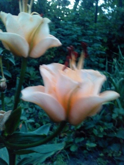 Лилия-роза Эприкот