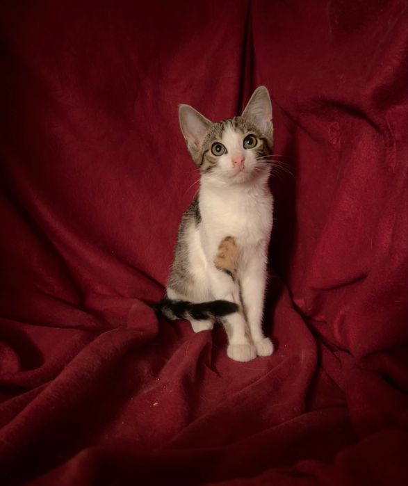 Piekna kotka do pilnej adopcji!