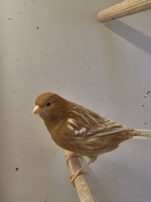 Kanarki z własnej hodowli. Samce