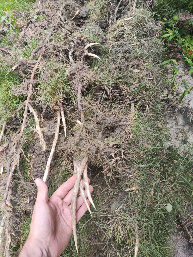 Bambus czarny sadzonka CZARNY PHYLLOSTACHYS NIGRA z ogrodu