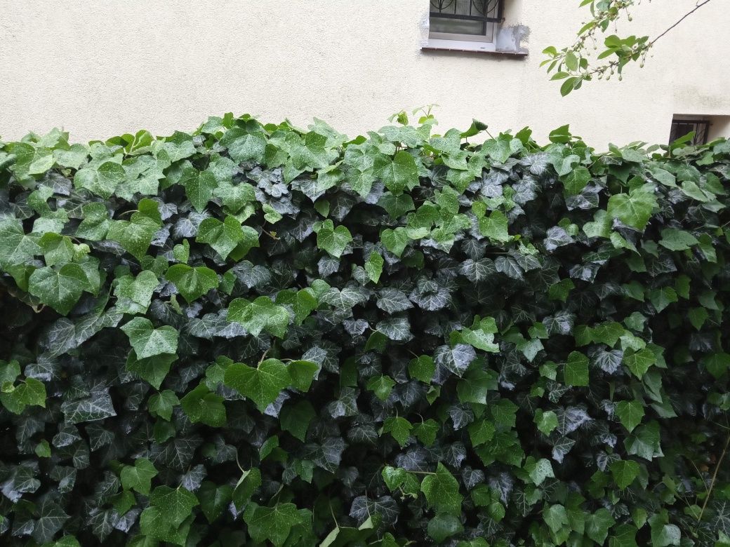 Sadzonki bluszczu - gwarancja przyjęcia