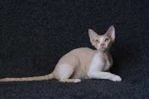 Chłopiec Devon Rex z rodowodem FPL
