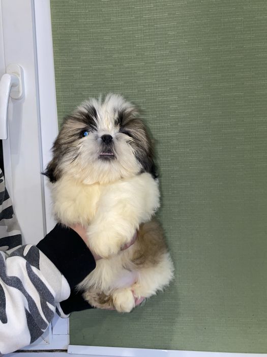 Шикарна леді з документами